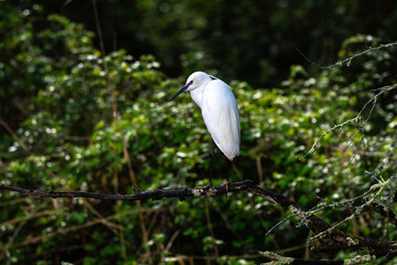 Aigrette garzette, .Egretta garzetta, Little Egret,