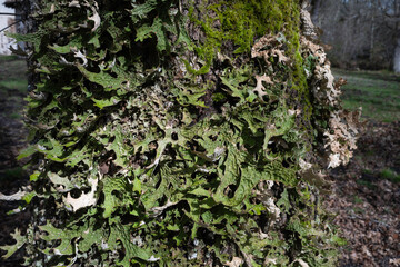 mousse, lichen, arbre, écorce,