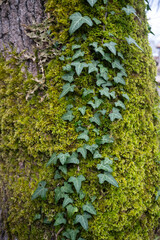 Hedera helix , Lierre commun, mousse, lichen, arbre, écorce,