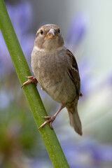 Moineau domestique, .Passer domesticus, House Sparrow