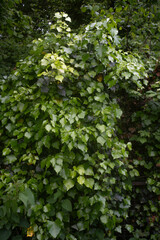Hedera helix , Lierre commun