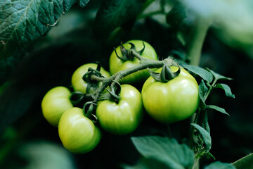 Green tomatoes ripen on a branch of a bush in the summer garden. Food security, environmental concern. Growing vegetables