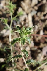 Carthamus lanatus or Scolymus hispanicus
