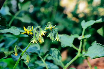 Yellow cherry tomato flower in garden, close up. Cherry tomato flowers, closeup macro.