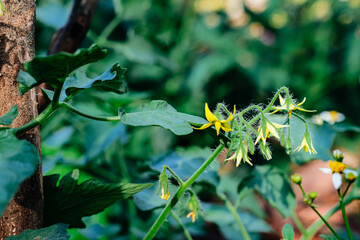 Yellow cherry tomato flower in garden, close up. Cherry tomato flowers, closeup macro.