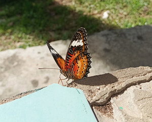 Butterfly landing on the ground rock