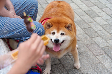 食べ物を狙うメタボリックな柴犬。
Metabolic Shiba Inu going after food.