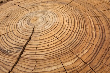 Naklejka premium Detailed Cross Section of a Tree Trunk Revealing Growth Rings
