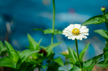 Bellis perennis flower with customizable space for text or ideas.