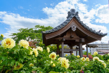 少林寺の黄色い牡丹の花（埼玉県秩父市）
Chichibu, Saitama, Japan,  May 3, 2025 : Yellow peony flowers at Shorinji Temple.