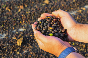 Coffee seeds during grains drying process in Thailand