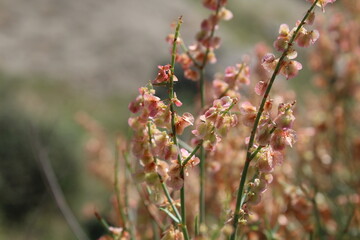 Rumex hastatus or the Arrowleaf Dock