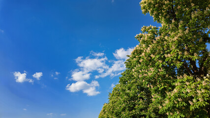 Blooming chestnut tree against a blue sky with clouds