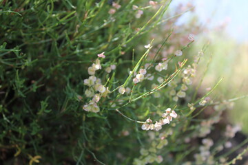 Rumex hastatus or the Arrowleaf Dock
