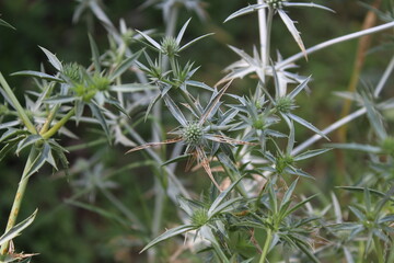 Eryngium amethystinum, amethyst eryngo or the sea holly