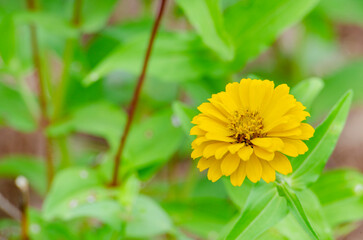 Zinnia flower with customizable space for text. Nature beauty concept.