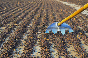 Worker traces coffee during grains drying process in Thailand