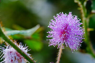 Close up of Mimosa pudica flower with customizable space for text or ideas.