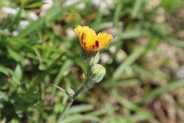 Spiny sowthistle, Sonchus asper or Sonchus oleraceus