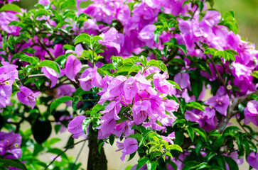 Paper flowers with customizable space for text. Flora and Nature beauty concept.