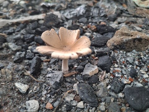 Termitomyces mushrooms are edible fungi cultivated by termites, prized for their rich flavor, nutritional value, and medicinal properties