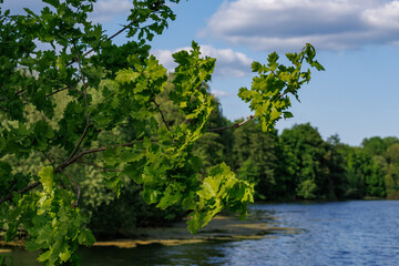 Fr&uuml;hling am Pr&ouml;bsting See in Borken