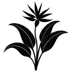 Elegant Bird of Paradise Flower Silhouette Illustration