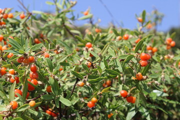 Daphne gnidium, Alpine daphne or the Daphne alpina