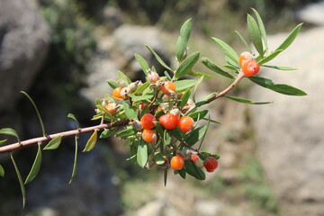 Daphne gnidium, Alpine daphne or the Daphne alpina