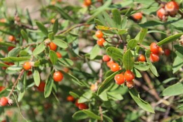 Daphne gnidium, Alpine daphne or the Daphne alpina