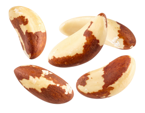 Brazil Nut Isolated on Transparent Background Healthy Food Ingredient Source of Selenium