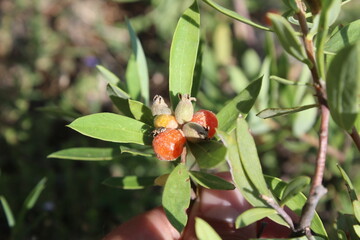 Daphne gnidium, Alpine daphne or the Daphne alpina