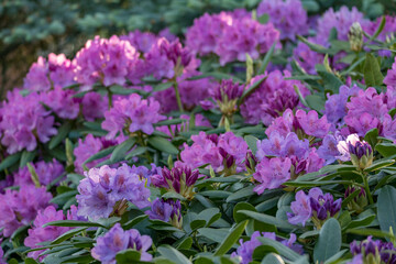 Fototapeta premium rhododendronblüte im Münsterland