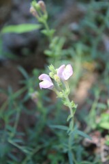 Scutellaria linearis or the Narrow Leaved Skullcap flowers