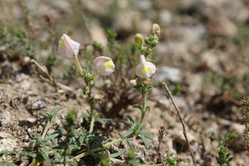 Scutellaria linearis or the Narrow Leaved Skullcap flowers