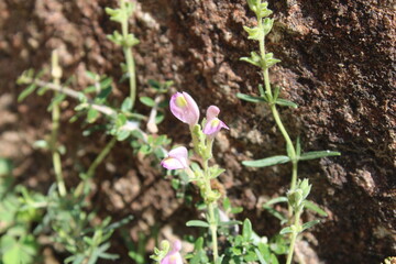 Scutellaria linearis or the Narrow Leaved Skullcap flowers