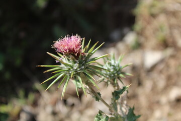 Ptilostemon or Cardus thistle plant and flowers bud
