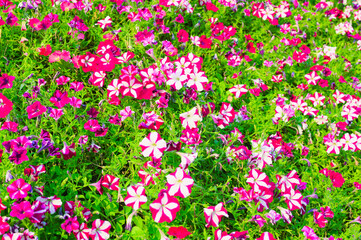 A vibrant hillside covered in a dense carpet of colorful petunia flowers under a clear blue sky.