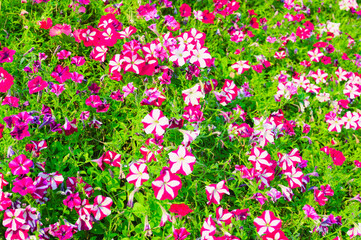 A vibrant hillside covered in a dense carpet of colorful petunia flowers under a clear blue sky.
