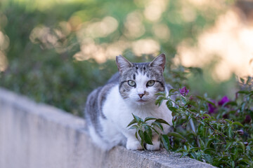 A cat on a wall, looking at the camera