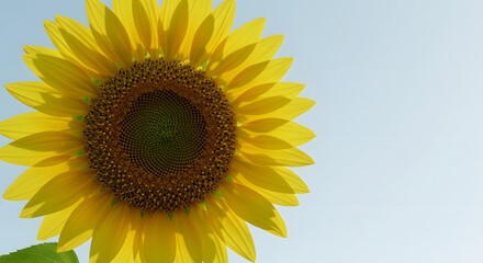 Obraz premium Yellow sunflower close-up with empty sky in the background, minimalist feel