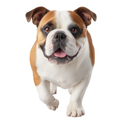 Obraz premium A playful bulldog with a friendly expression running towards the viewer