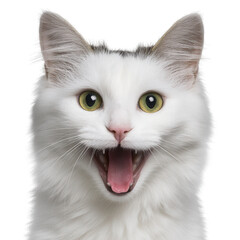 A playful white cat with vibrant green eyes, expressing joy with its mouth open against a white isolated background. The perfect representation of feline happiness.