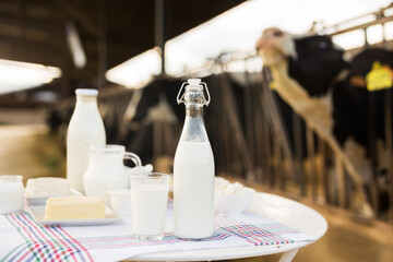 Milk, cottage cheese, cream, cheese on table against background of cows