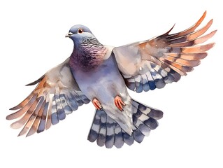 Obraz premium A vibrant watercolor painting depicts a common wood pigeon in flight showcasing detailed feather patterns and textures against a white background.