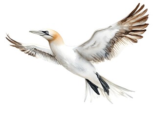 Obraz premium A majestic gannet bird in flight with wings outstretched watercolor painting illustration isolated on white background.