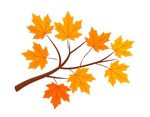 Fototapeta premium Autumn maple branch illustration