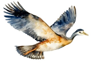 Fototapeta premium A vibrant watercolor painting depicts a majestic bird in flight showcasing its detailed plumage and powerful wings against a stark white background.