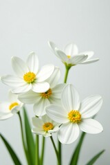 Close-up of white flowers in full bloom against a white background, spring, delicate, beautiful