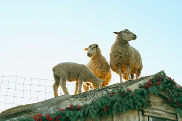 Sheeps in a meadow on green grass